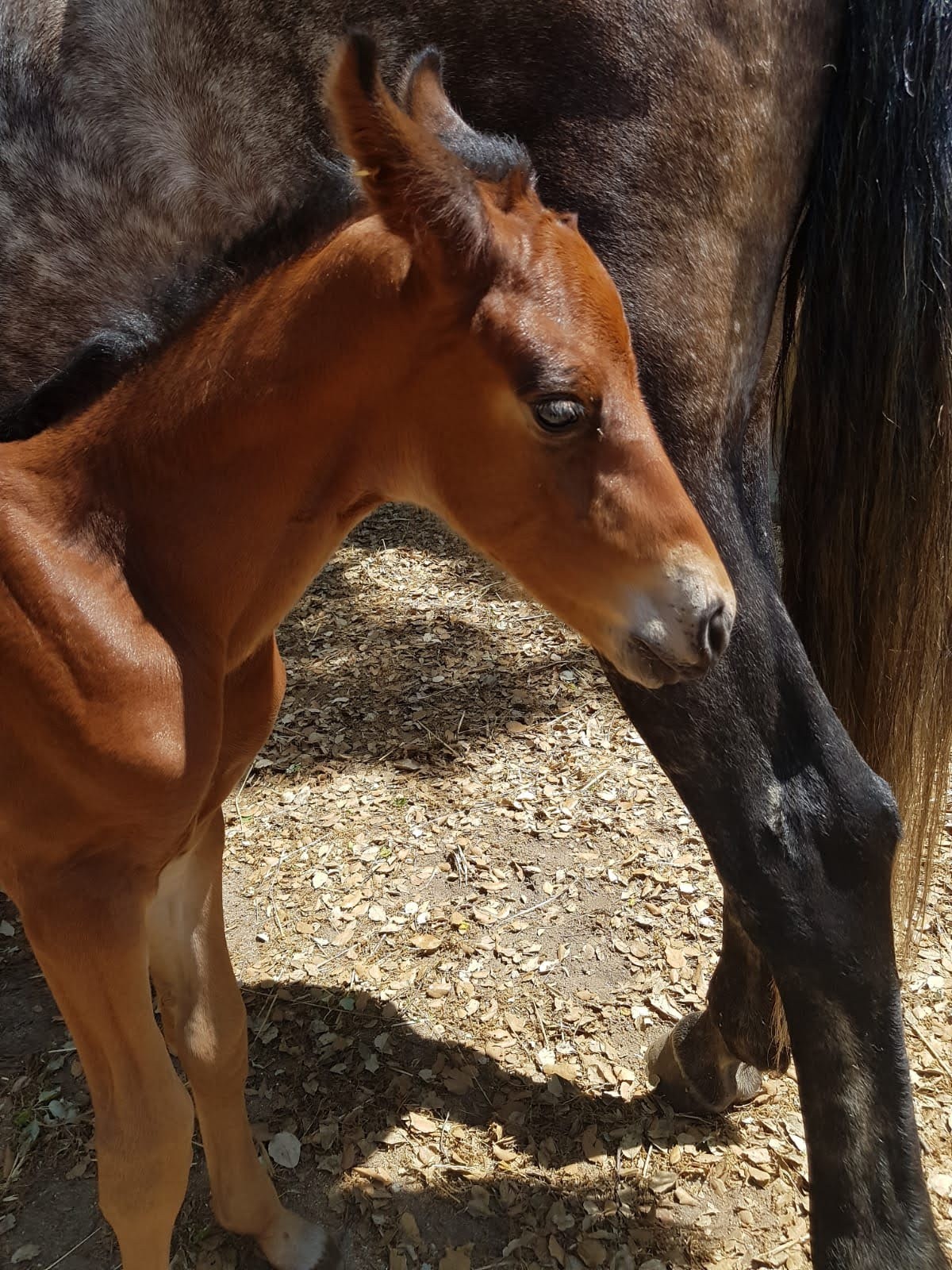 horse